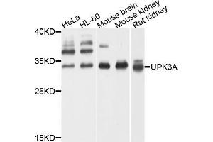 Western blot analysis of extracts of various cells, using UPK3A antibody. (Uroplakin 3A Antikörper)