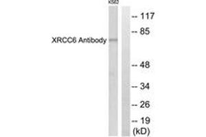 Western blot analysis of extracts from K562 cells, using XRCC6 Antibody. (RCC6 (AA 554-603) Antikörper)