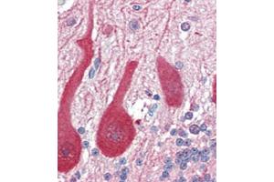 Formalin-fixed and paraffin-embedded human Brain, Cerebellum tissue reacted with ALDOC antibody (C-term) (ABIN389207 and ABIN2839365) , which was peroxidase-conjugated to the secondary antibody, followed by AEC staining. (ALDOC Antikörper  (C-Term))