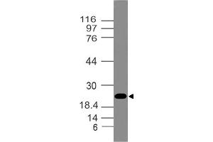 Image no. 1 for anti-High Mobility Group Box 1 (HMGB1) (AA 1-210) antibody (ABIN5027248) (HMGB1 Antikörper  (AA 1-210))