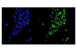 IF analysis of DR1 using anti-DR1 antibody (ABIN7602313).