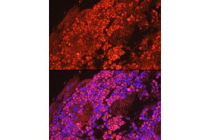 Immunofluorescence analysis of mouse bone marrow cells using Myeloperoxidase (MPO) Rabbit pAb (ABIN6128315, ABIN6143964, ABIN6143965 and ABIN6217844) at dilution of 1:50 (40x lens). (Myeloperoxidase Antikörper  (AA 50-310))