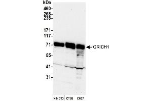 Western Blotting (WB) image for anti-Glutamine-Rich 1 (QRICH1) (AA 250-300) antibody (ABIN7449903) (QRICH1 Antikörper  (AA 250-300))