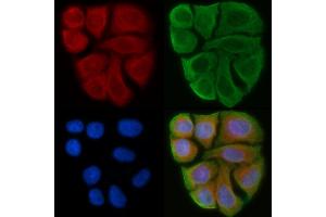 ABIN6263246 and ABIN6274024 staining Hela cells(45 min of heat-shock) by IF/ICC. (MICA Antikörper  (C-Term))