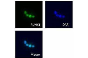 Immunofluorescence (IF) image for anti-Runt-Related Transcription Factor 1 (RUNX1) antibody (ABIN2665355)