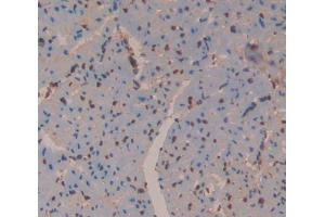 Used in DAB staining on fromalin fixed paraffin- embedded Kidney tissue (Antizyme Inhibitor 1 Antikörper  (AA 1-280))