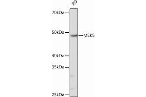Western blot analysis of extracts of RD cells, using MEK5 Rabbit mAb (ABIN6132333, ABIN6143596, ABIN6143598 and ABIN7101401) at 1:1000 dilution. (MAP2K5 Antikörper)