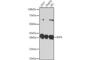 Western blot analysis of extracts of various cell lines, using E2F6 Rabbit mAb (ABIN7266876) at 1:1000 dilution. (E2F6 Antikörper)