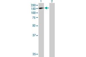 Western Blot analysis of GTF2IRD1 expression in transfected 293T cell line by GTF2IRD1 MaxPab polyclonal antibody. (GTF2IRD1 Antikörper  (AA 1-959))