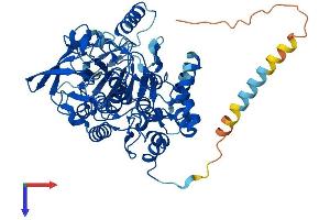 FMO4 Protein (AA 1-560) (His tag)
