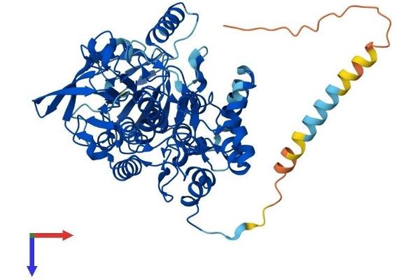 FMO4 Protein (AA 1-560) (His tag)