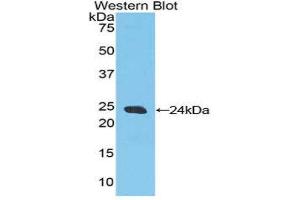 Western Blotting (WB) image for anti-Caspase 9, Apoptosis-Related Cysteine Peptidase (CASP9) (AA 1-200) antibody (ABIN1858258) (Caspase 9 Antikörper  (AA 1-200))
