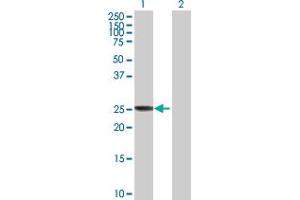 Western Blot analysis of CLIC3 expression in transfected 293T cell line by CLIC3 MaxPab polyclonal antibody. (CLIC3 Antikörper  (AA 1-236))