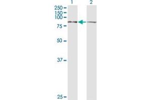 Western Blotting (WB) image for anti-Leucine Zipper-EF-Hand Containing Transmembrane Protein 1 (LETM1) (AA 601-709) antibody (ABIN598780) (LETM1 Antikörper  (AA 601-709))