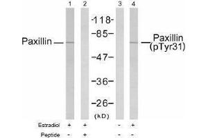 Image no. 1 for anti-Paxillin (PXN) (pTyr31) antibody (ABIN196940) (Paxillin Antikörper  (pTyr31))