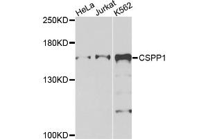 Western blot analysis of extracts of various cell lines, using CSPP1 antibody. (CSPP1 Antikörper)