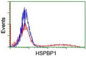 Image no. 1 for anti-HSPA Binding Protein, Cytoplasmic Cochaperone 1 (HSPBP1) antibody (ABIN1498761) (HSPBP1 Antikörper)