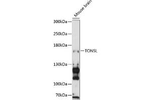 Western blot analysis of extracts of mouse brain, using TONSL antibody (ABIN6132818, ABIN6149388, ABIN6149389 and ABIN6216872) at 1:3000 dilution. (NFKBIL2 Antikörper  (AA 160-390))