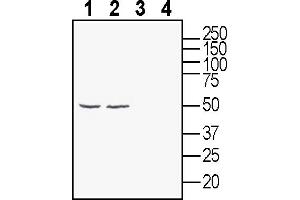 anti-Glycine Receptor, alpha 3 (GLRa3) (AA 355-368) antibody