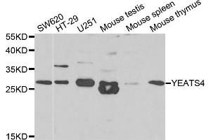 Western Blotting (WB) image for anti-YEATS Domain Containing 4 antibody (ABIN1980334) (GAS41 Antikörper)