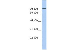 WB Suggested Anti-KIF9 Antibody Titration:  0.