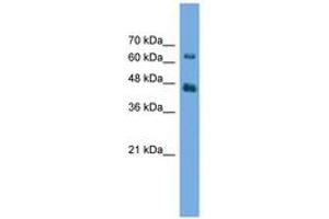 Image no. 1 for anti-Acylglycerol Kinase (AGK) (AA 35-84) antibody (ABIN6746491) (Acylglycerol Kinase Antikörper  (AA 35-84))