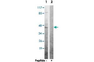 Western blot analysis of extracts from 293 cells, using AKT1S1 polyclonal antibody . (PRAS40 Antikörper  (Ser363))