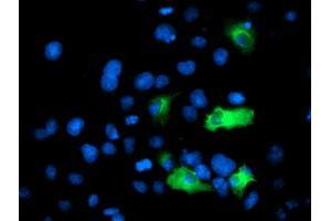 Immunofluorescence (IF) image for anti-Anaphase Promoting Complex Subunit 2 (ANAPC2) antibody (ABIN1496635) (ANAPC2 Antikörper)