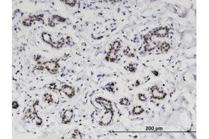 Image no. 1 for anti-Chromosome 4 Open Reading Frame 43 (C4orf43) (AA 1-204) antibody (ABIN599574) (C4orf43 Antikörper  (AA 1-204))