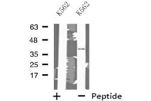 Western blot analysis of extracts from K562 cells, using MRPL3 antibody.