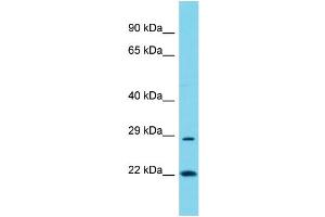 Host: Rabbit Target Name: POLR3G Sample Type: COLO205 Whole Cell lysates Antibody Dilution: 1.