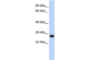 Western Blotting (WB) image for anti-Proteasome Subunit alpha 2 (PSMA2) antibody (ABIN2459968) (PSMA2 Antikörper)