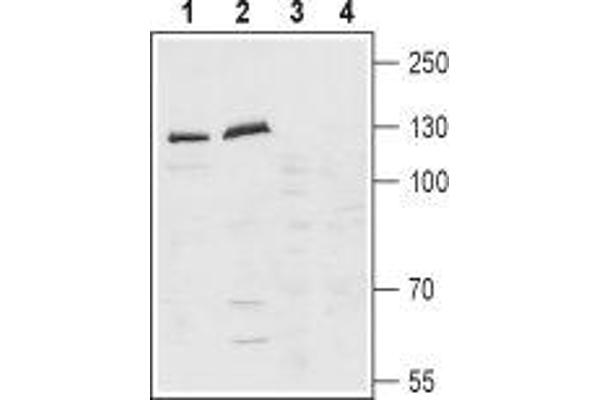 Latrophilin 1 Antikörper  (Extracellular, N-Term)