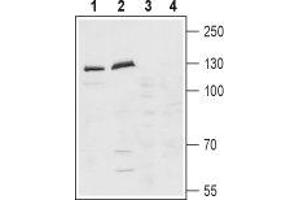 Western blot analysis of rat (lanes 1 and 3) and mouse (lanes 2 and 4) brain lysates: - 1,2. (Latrophilin 1 Antikörper  (Extracellular, N-Term))