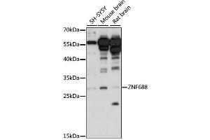 Western blot analysis of extracts of various cell lines, using ZNF688 antibody (ABIN6291118) at 1:1000 dilution. (ZNF688 Antikörper)