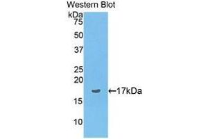 Western Blotting (WB) image for anti-Preprovasopressin (AA 24-168) antibody (ABIN1176179) (Preprovasopressin (AA 24-168) Antikörper)