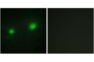 Immunofluorescence (IF) image for anti-MYST Histone Acetyltransferase 2 (MYST2) (AA 131-180) antibody (ABIN2889358) (MYST2 Antikörper  (AA 131-180))