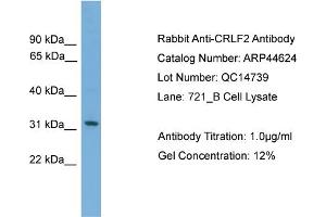 WB Suggested Anti-CRLF2  Antibody Titration: 0. (CRLF2 Antikörper  (Middle Region))