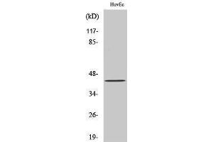 Western Blotting (WB) image for anti-Zinc Finger Protein 24 (ZNF24) (N-Term) antibody (ABIN3175783) (ZNF24 Antikörper  (N-Term))