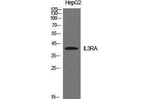 Western Blotting (WB) image for anti-Interleukin 3 Receptor, alpha (IL3RA) (Internal Region) antibody (ABIN3178916) (IL3RA Antikörper  (Internal Region))