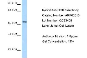 Western Blotting (WB) image for anti-F-Box and Leucine-Rich Repeat Protein 8 (FBXL8) (N-Term) antibody (ABIN2789253) (FBXL8 Antikörper  (N-Term))
