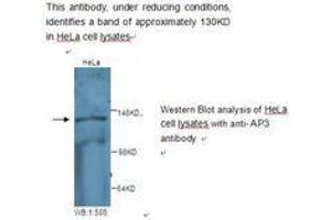 Image no. 1 for anti-Adaptor-Related Protein Complex 3, delta 1 Subunit (AP3D1) antibody (ABIN790831) (AP3D1 Antikörper)