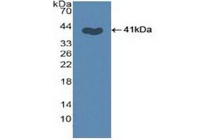 Detection of Recombinant SKP2, Human using Polyclonal Antibody to S-Phase Kinase Associated Protein 2 (SKP2) (SKP2 Antikörper  (AA 43-397))
