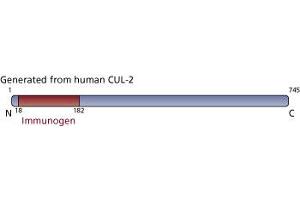 Image no. 1 for anti-Cullin 2 (CUL2) (AA 18-182) antibody (ABIN968173) (Cullin 2 Antikörper  (AA 18-182))