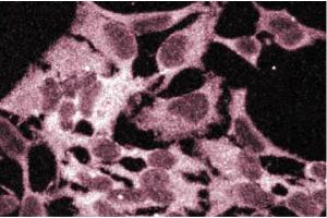 Immunofluorescence staining of HeLa cells. (BCAT1 Antikörper  (AA 213-335))