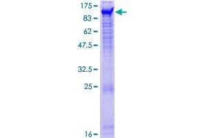 NPAS2 Protein (AA 1-824) (GST tag)