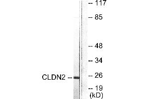 Western blot analysis of extracts from NIH/3T3 cells, using Claudin 2 antibody (#C0143). (Claudin 2 Antikörper)