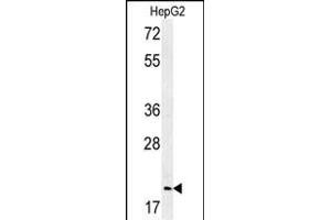 Western blot analysis of GMNN Antibody (Center ) (ABIN651420 and ABIN2840228) in HepG2 cell line lysates (35 μg/lane). (Geminin Antikörper  (AA 96-123))
