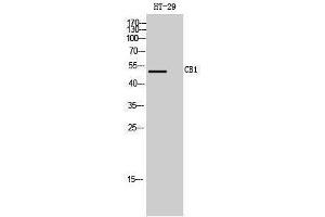 Western Blotting (WB) image for anti-Cannabinoid Receptor 1 (CNR1) (Internal Region) antibody (ABIN3183698) (CNR1 Antikörper  (Internal Region))