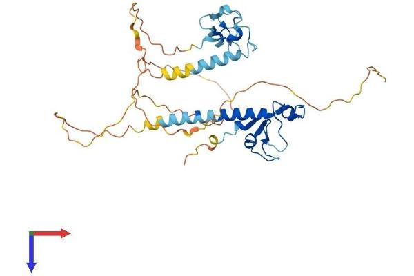 MBNL3 Protein (AA 1-354) (His tag)